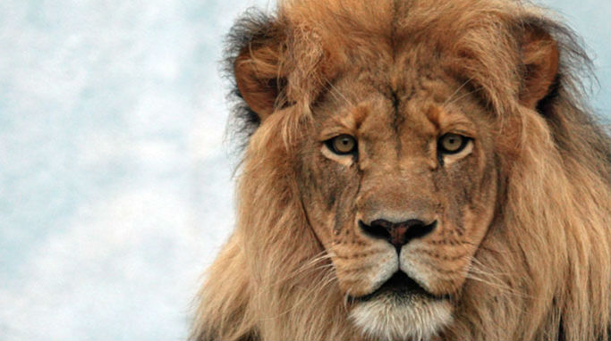 IMPOSTO DE RENDA E OUTROS SERVI&Ccedil;OS PARA PESSOA F&Iacute;SICA